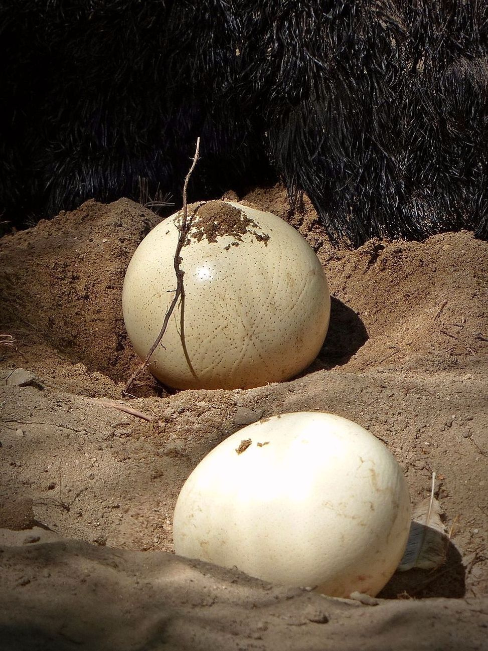 Huevos de Temporada